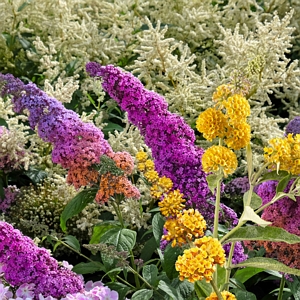 Buddleia Butterfly Bush Collection